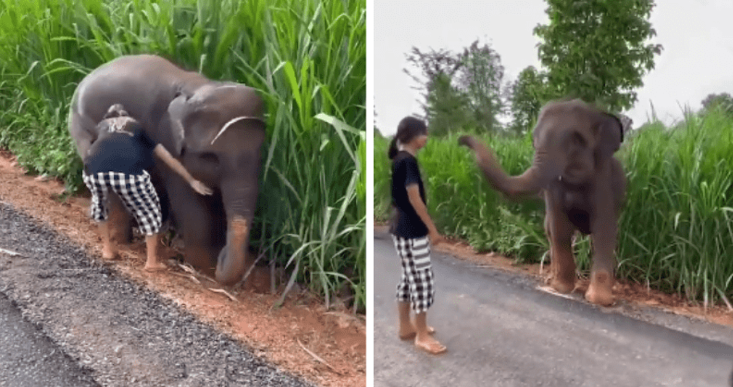 Baby Elephant Thanks Girl for Helping After Getting Stuck in Mud (VIDEO)