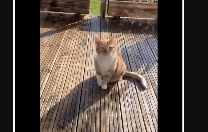 Drama Queen Cat Hilariously Fakes an Injury to Get His Way (VIDEO)